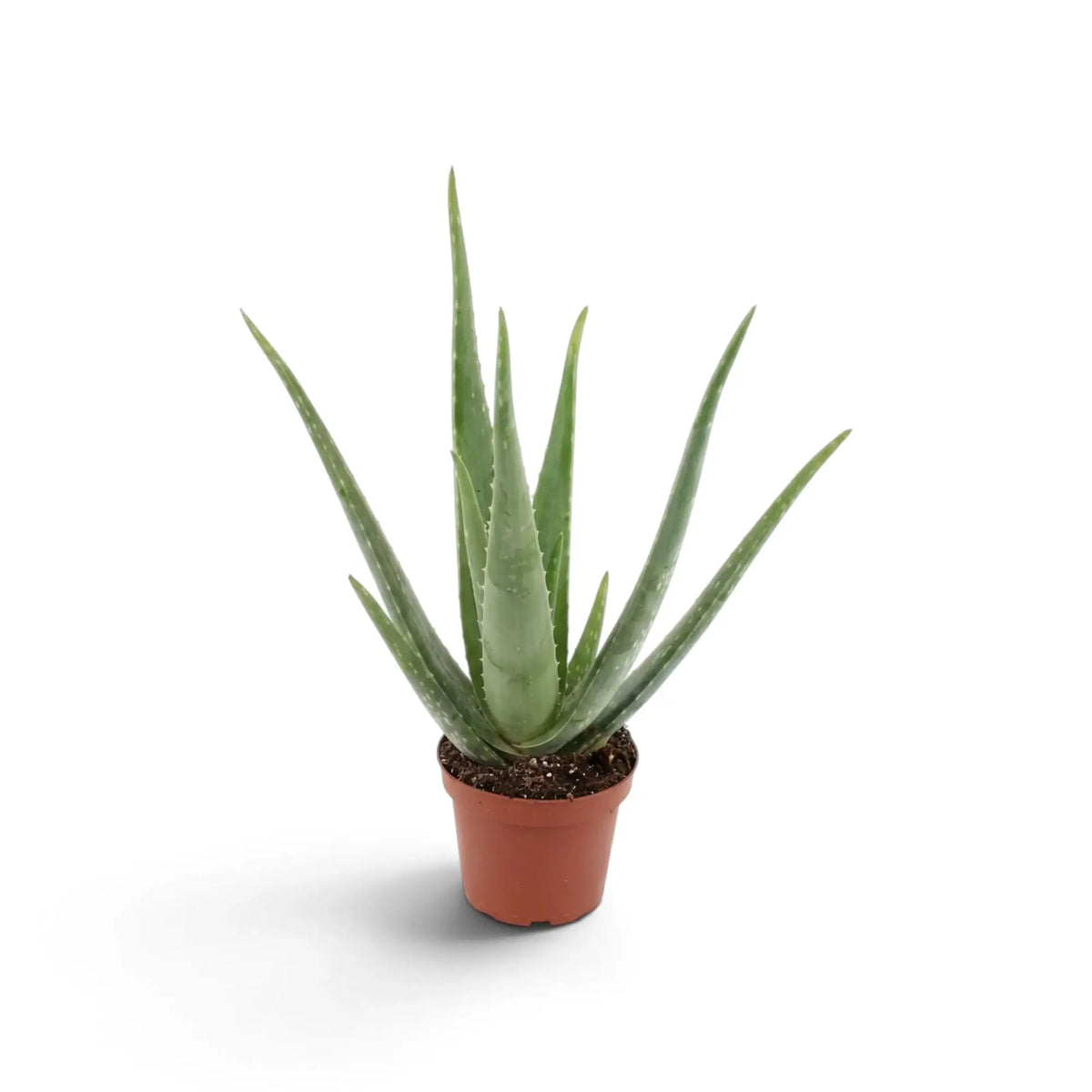 Medium Aloe vera plant with slender green leaves emerging from a compact base