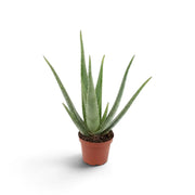 Medium Aloe vera plant with slender green leaves emerging from a compact base