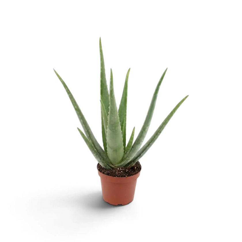 Medium Aloe vera plant with slender green leaves emerging from a compact base
