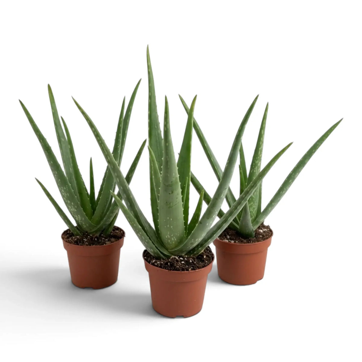 Three medium Aloe vera plants with long, spiky leaves in terracotta nursery pots