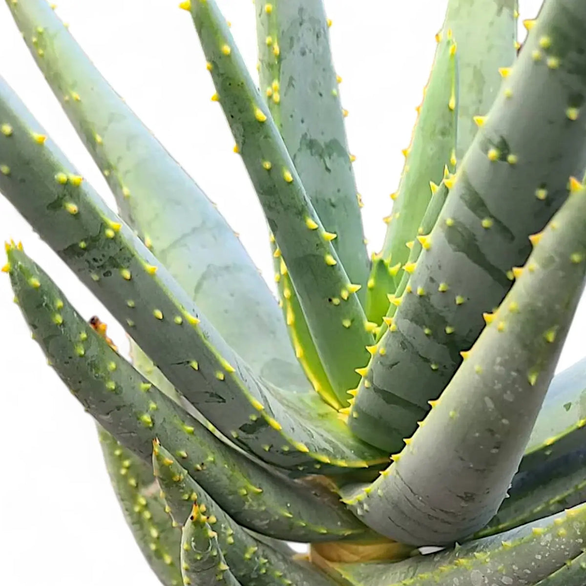 Aloidendron dichotomum (Aloe dichotoma) – Blattdetail vor weißem Hintergrund..