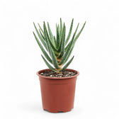 Aloidendron dichotomum (Aloe dichotoma) Zimmerpflanze im Anzuchttopf vor weißem Hintergrund, Produktfoto 2.
