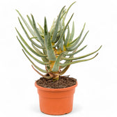 Aloidendron dichotomum (Aloe dichotoma) Zimmerpflanze im Anzuchttopf vor weißem Hintergrund, Produktfoto 3.