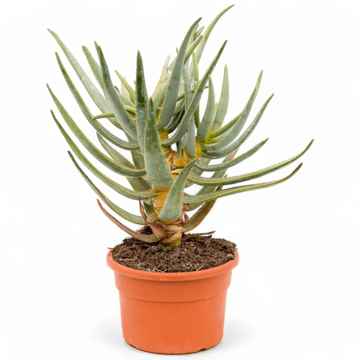 Aloidendron dichotomum (Aloe dichotoma) Zimmerpflanze im Anzuchttopf vor weißem Hintergrund, Produktfoto 3.