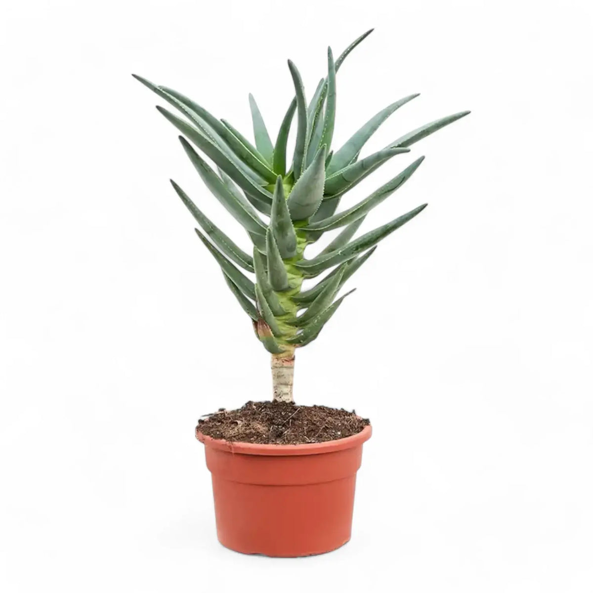 Aloidendron dichotomum (Aloe dichotoma) Zimmerpflanze im Anzuchttopf vor weißem Hintergrund, Produktfoto 4.