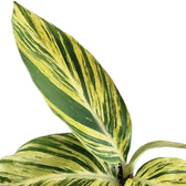 Alpinia zerumbet variegata close-up of leaf on white background.