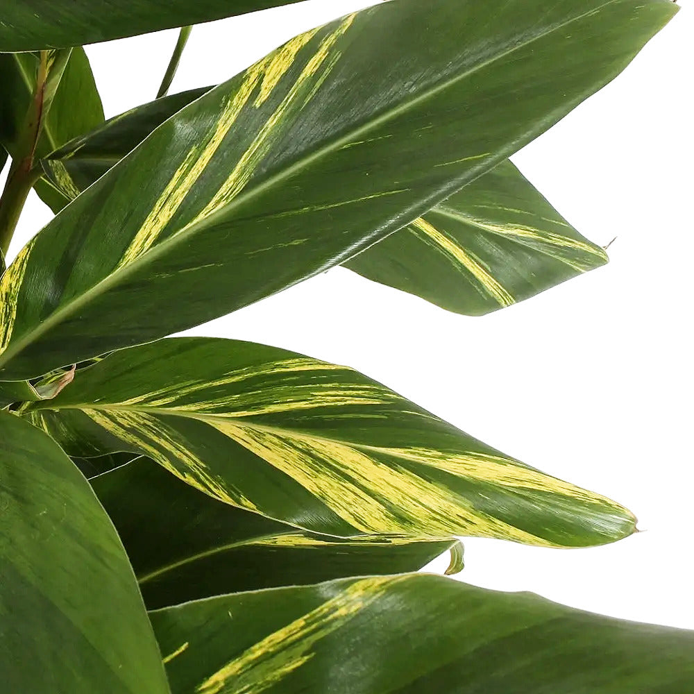 Alpinia zerumbet variegata potted plant in nursery pot on white background.