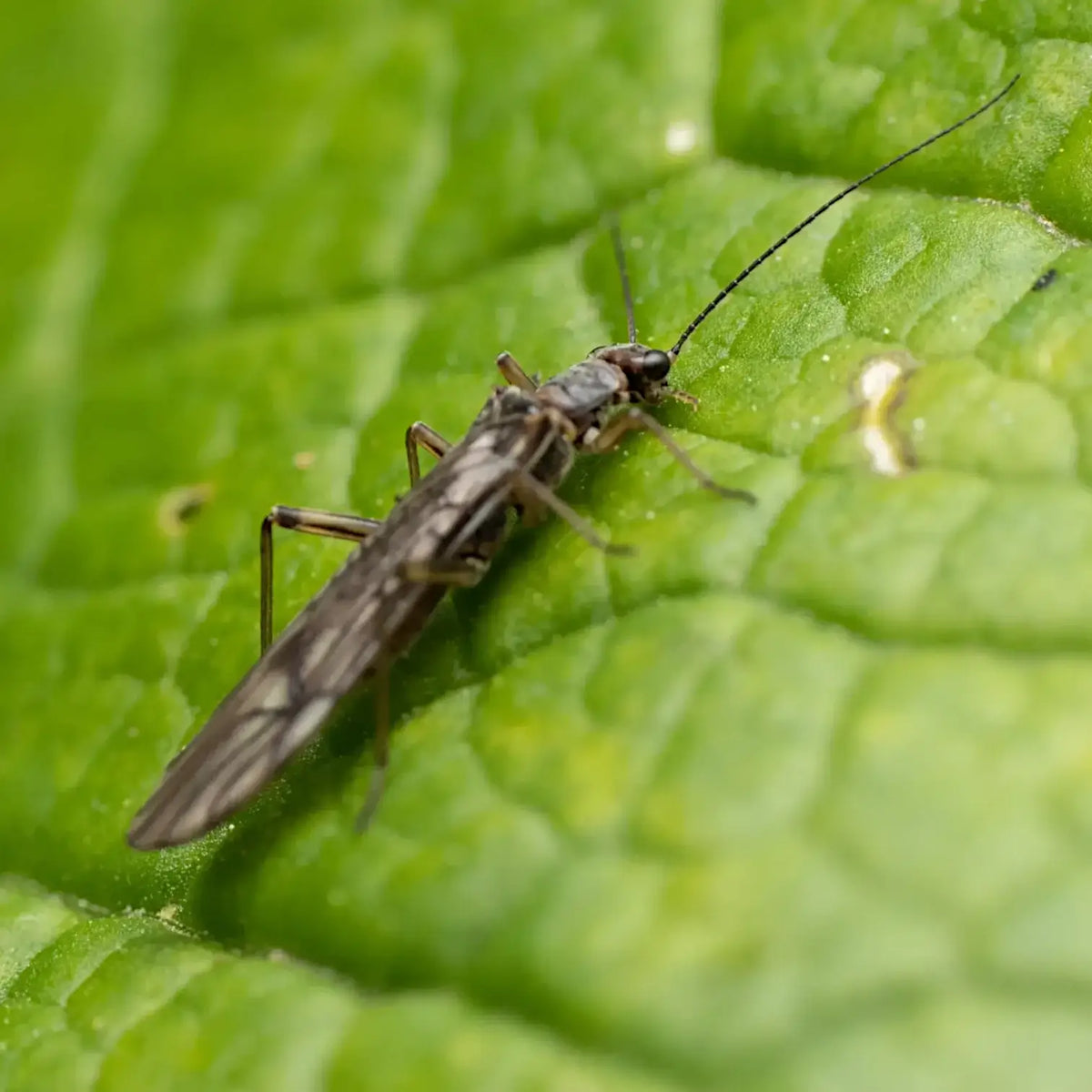 Amblyseius swirskii – Biologische Bekämpfung gegen Thripse & Weiße Fliegen vor weißem Hintergrund, Produktfoto 5.