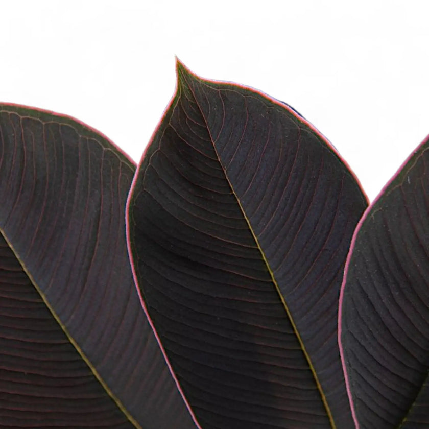 Amorphophallus atroviridis – Blattdetail vor weißem Hintergrund..