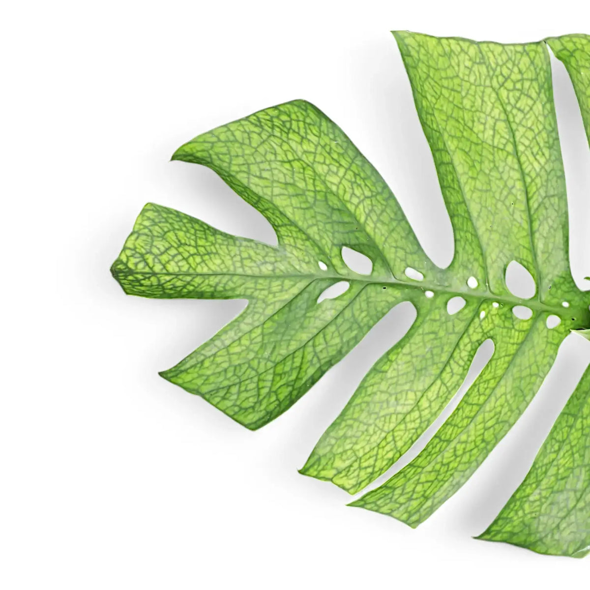 Amydrium medium leaf close-up on white background.