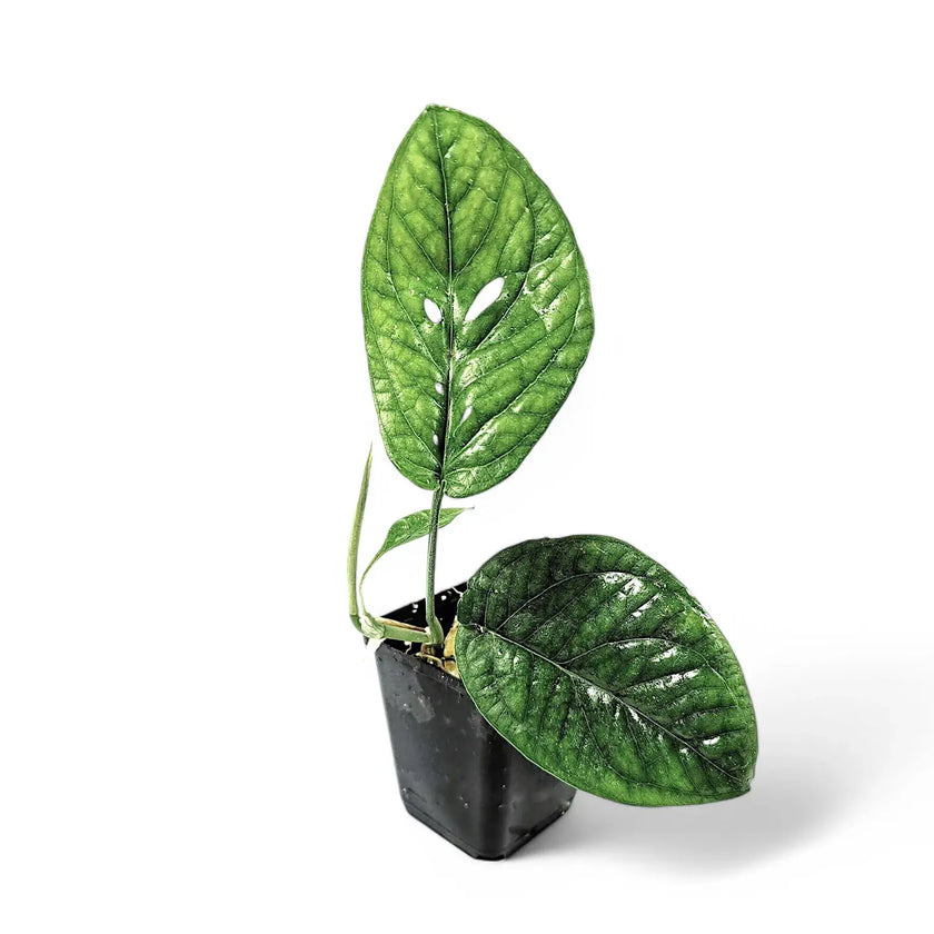 Amydrium medium potted plant in nursery pot on white background.