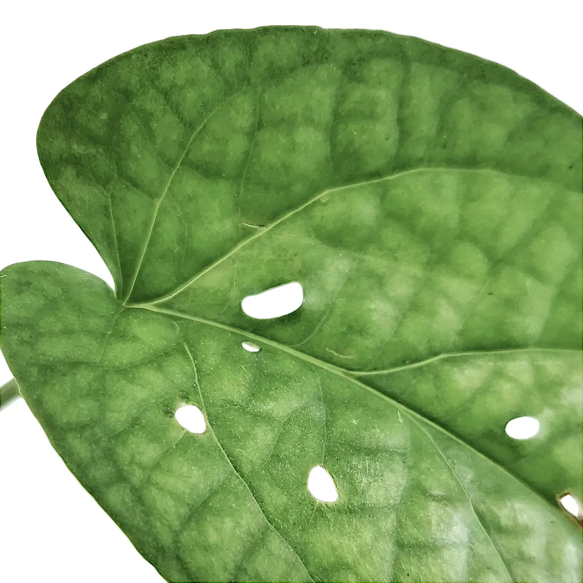 Amydrium medium potted plant in nursery pot on white background.