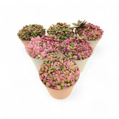 Anacampseros rufescens f. variegata potted plant in nursery pot on white background.