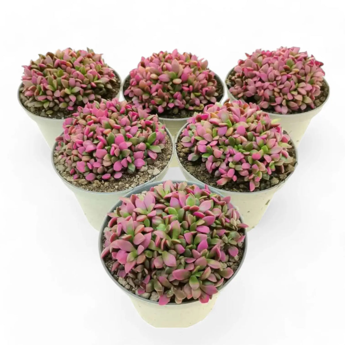 Anacampseros rufescens f. variegata potted plant in nursery pot on white background.