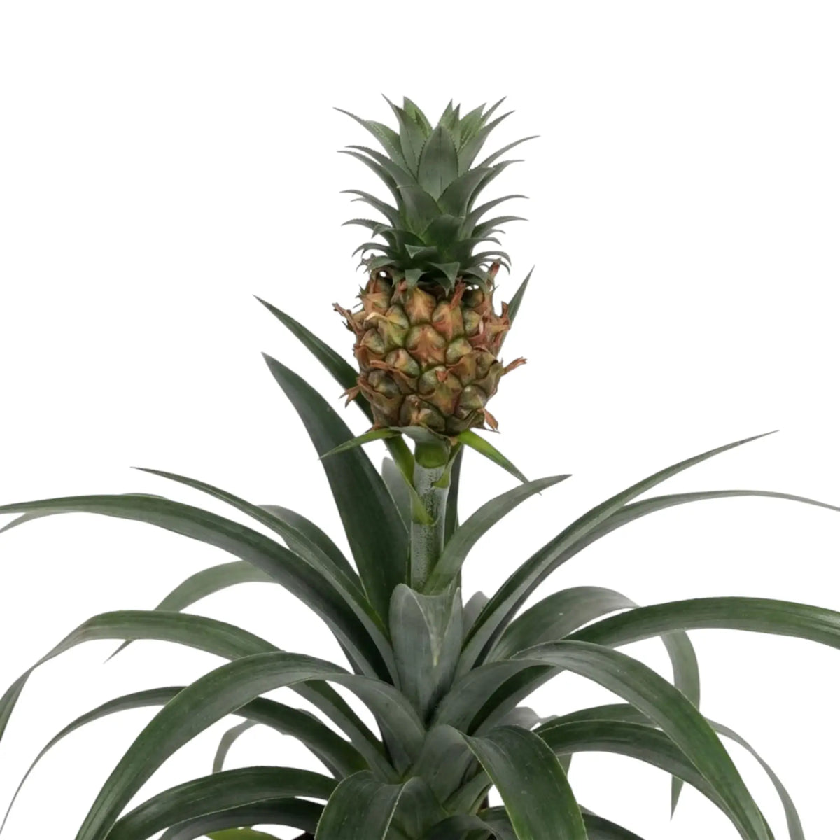 Ornamental pineapple Ananas 'Corona' with a small fruit and leafy crown rising above arching leaves