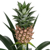 Close-up of Ananas comosus 'Corona' with a pinkish-gold miniature pineapple and spiky green crown