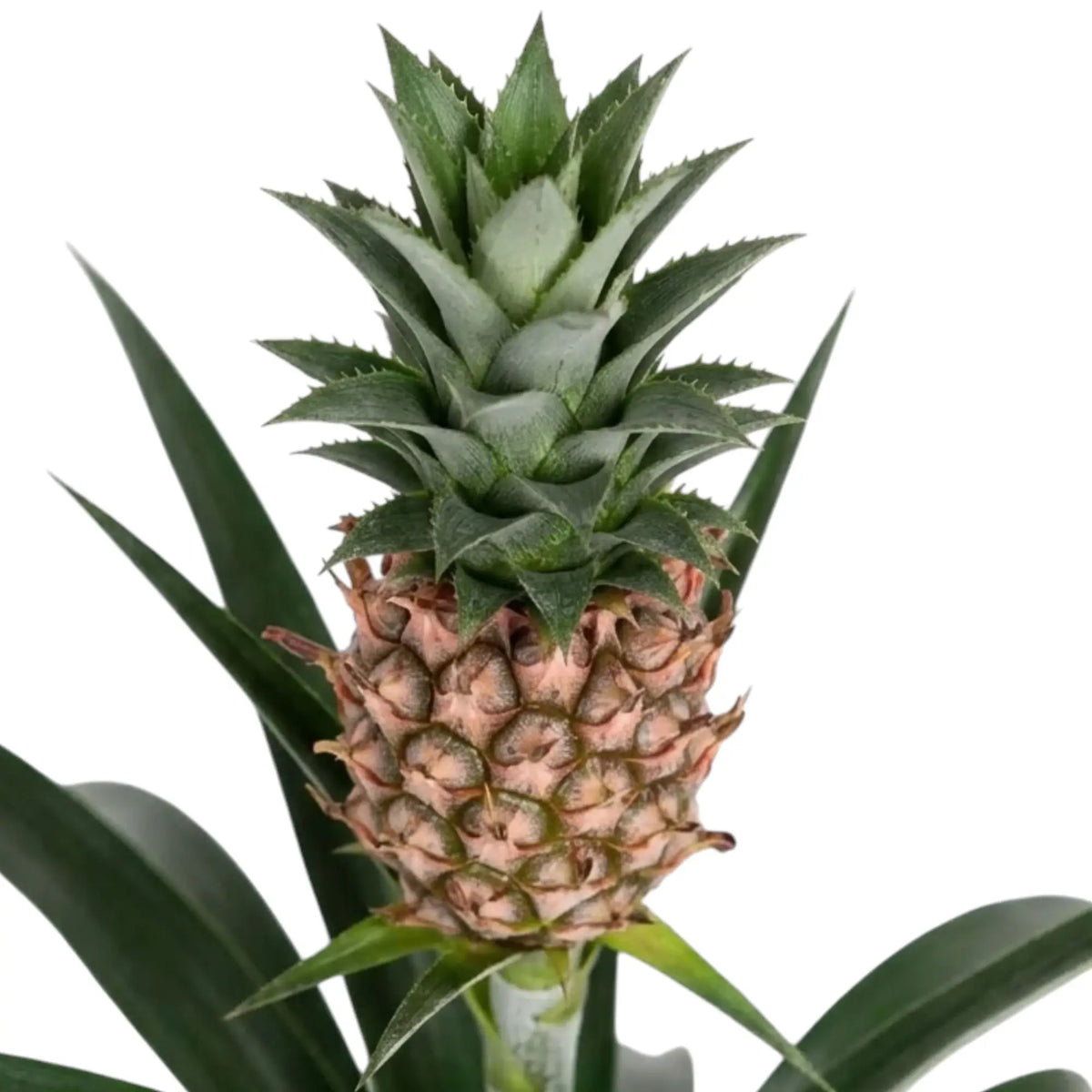 Close-up of Ananas comosus 'Corona' with a pinkish-gold miniature pineapple and spiky green crown