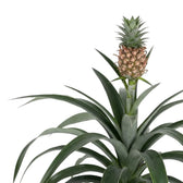 Ananas 'Corona' with a miniature pineapple held on a tall stalk above grey-green foliage