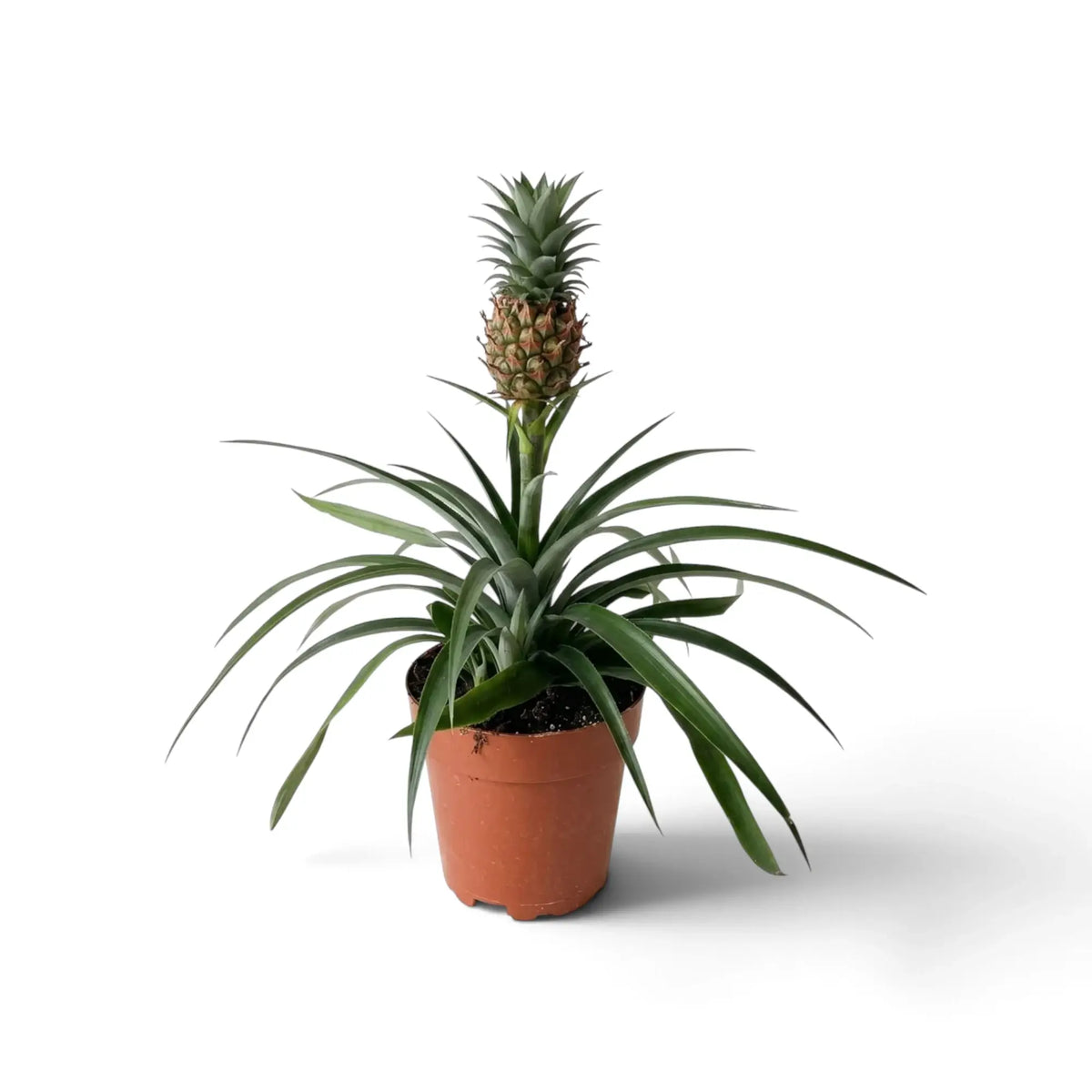 Ananas 'Corona' in a brown pot with spreading grey-green leaves and an upright small pineapple
