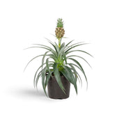 Ornamental Ananas 'Corona' in a dark pot with long, arching leaves and a small crowned fruit