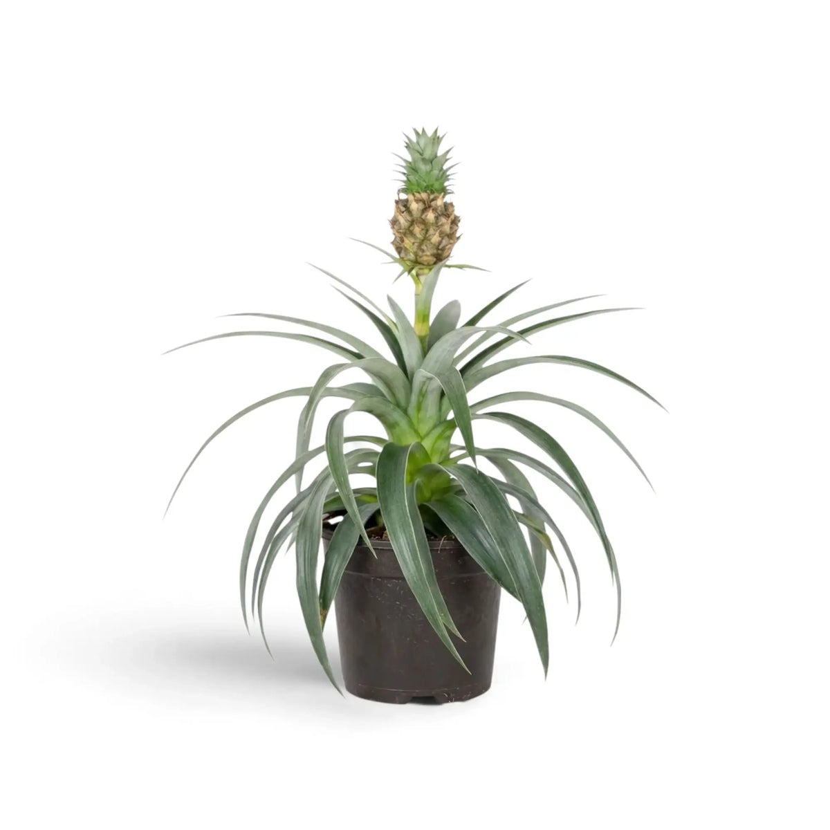 Ornamental Ananas 'Corona' in a dark pot with long, arching leaves and a small crowned fruit