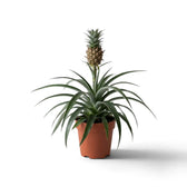 Ananas 'Corona' in a brown nursery pot with a miniature pineapple above a rosette of narrow leaves