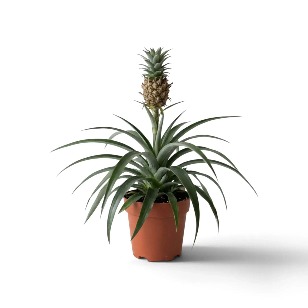 Ananas 'Corona' in a brown nursery pot with a miniature pineapple above a rosette of narrow leaves