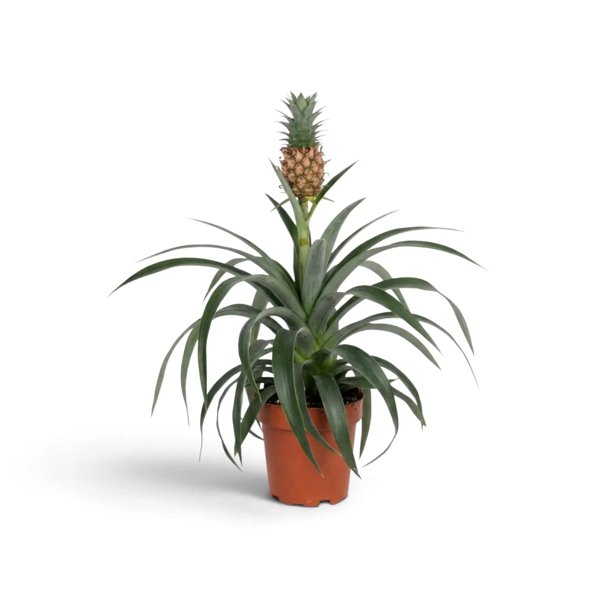 Slender Ananas 'Corona' in a brown pot with a small pineapple rising above curved leaves