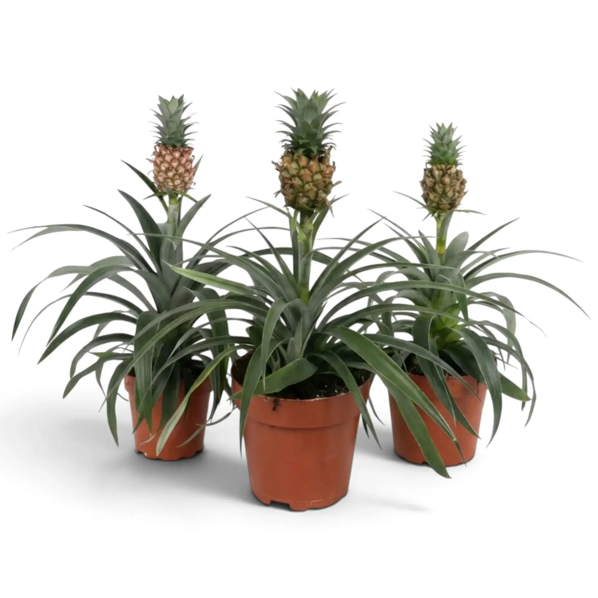 Three Ananas 'Corona' plants in brown pots, each with a miniature crowned pineapple