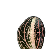 Anoectochilus albolineatus close-up of leaf on white background.