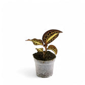 Anoectochilus albolineatus potted plant in nursery pot on white background.