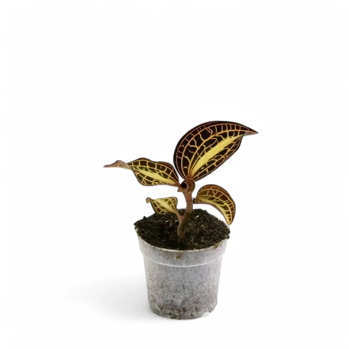 Anoectochilus albolineatus potted plant in nursery pot on white background.