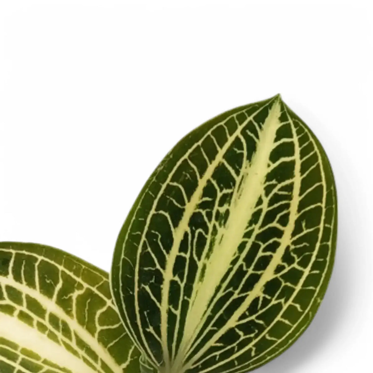 Anoectochilus albolineatus 'White Center' leaf detail on white background.