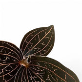 Anoectochilus brevilabris close-up of leaf on white background.