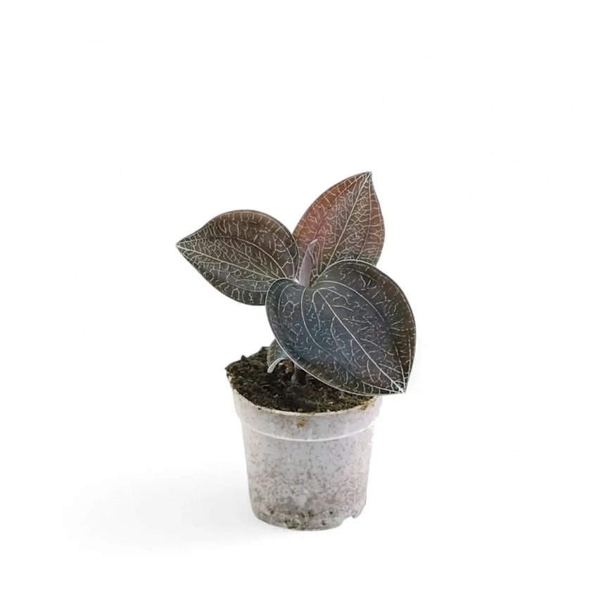 Anoectochilus burmannicus potted plant in nursery pot on white background.