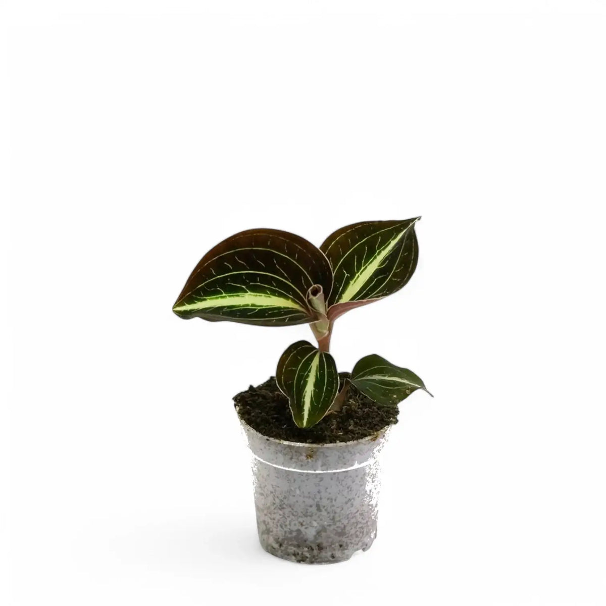 Anoectochilus lylei potted plant in nursery pot on white background.