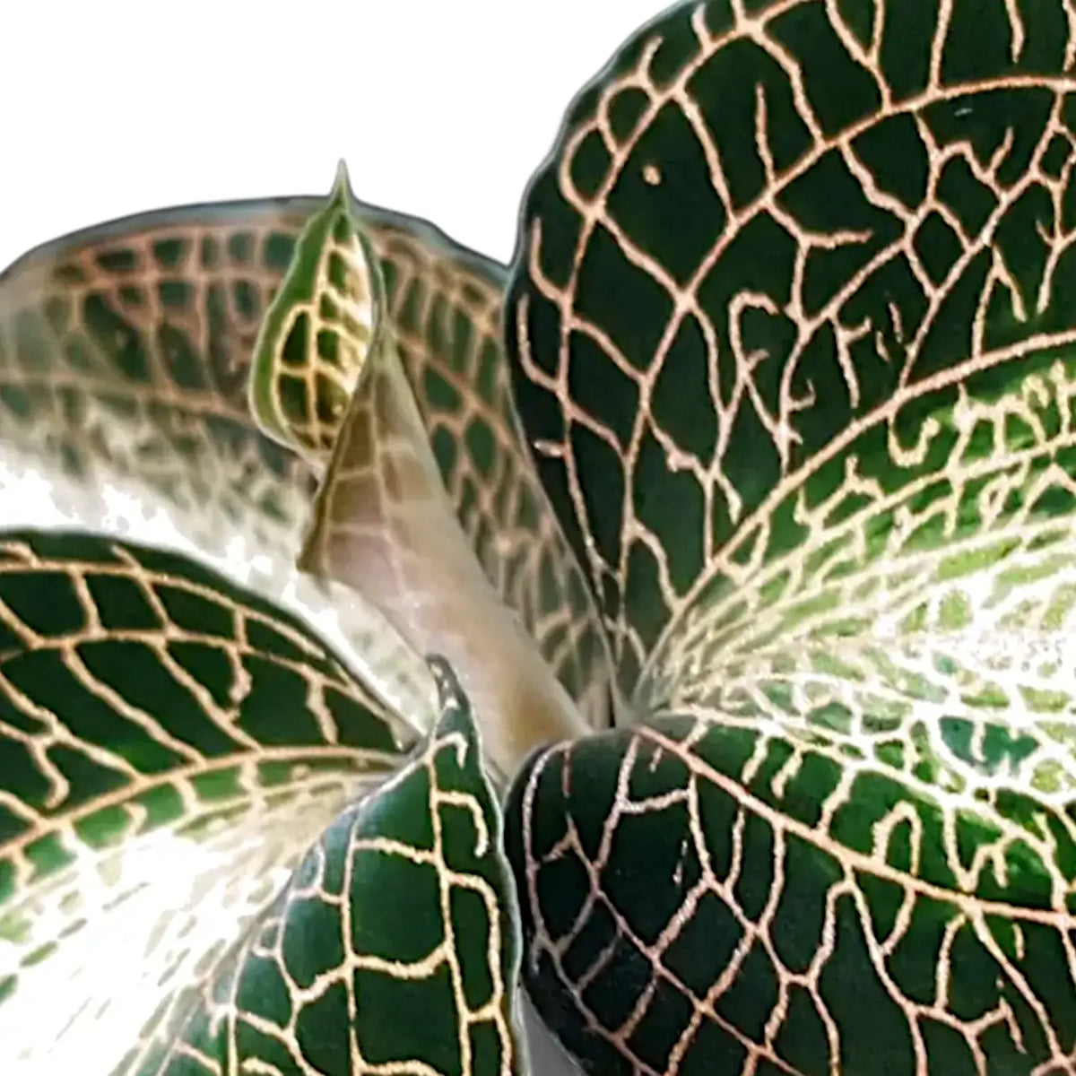 Anoectochilus roxburghii 'Dreamcatcher' – Blattdetail vor weißem Hintergrund..