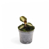 Anoectochilus roxburghii 'Dreamcatcher' Zimmerpflanze im Anzuchttopf vor weißem Hintergrund, Produktfoto 2.