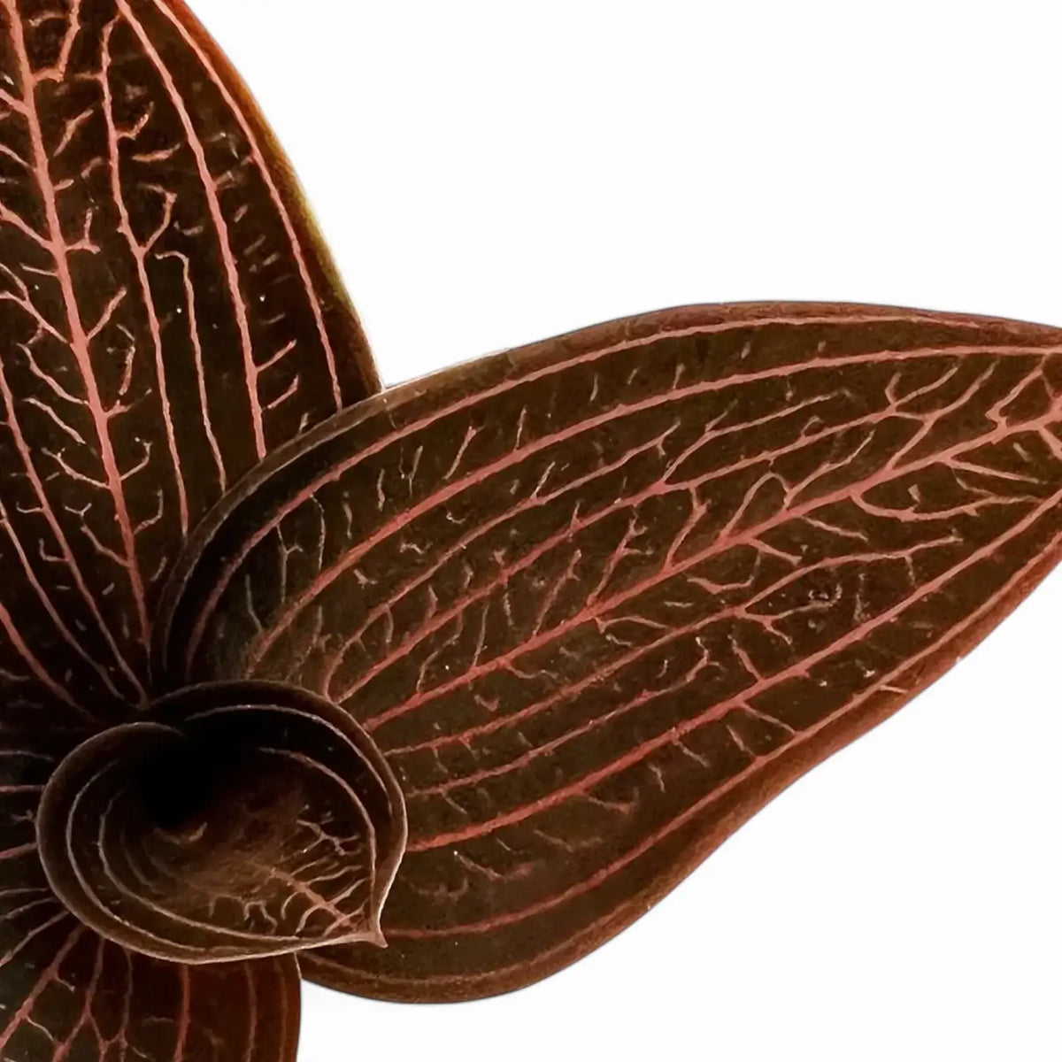 Anoectochilus roxburghii x Ludisia discolor 'Spiderman' close-up of leaf on white background.