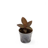 Anoectochilus roxburghii x Ludisia discolor 'Spiderman' potted plant in nursery pot on white background.