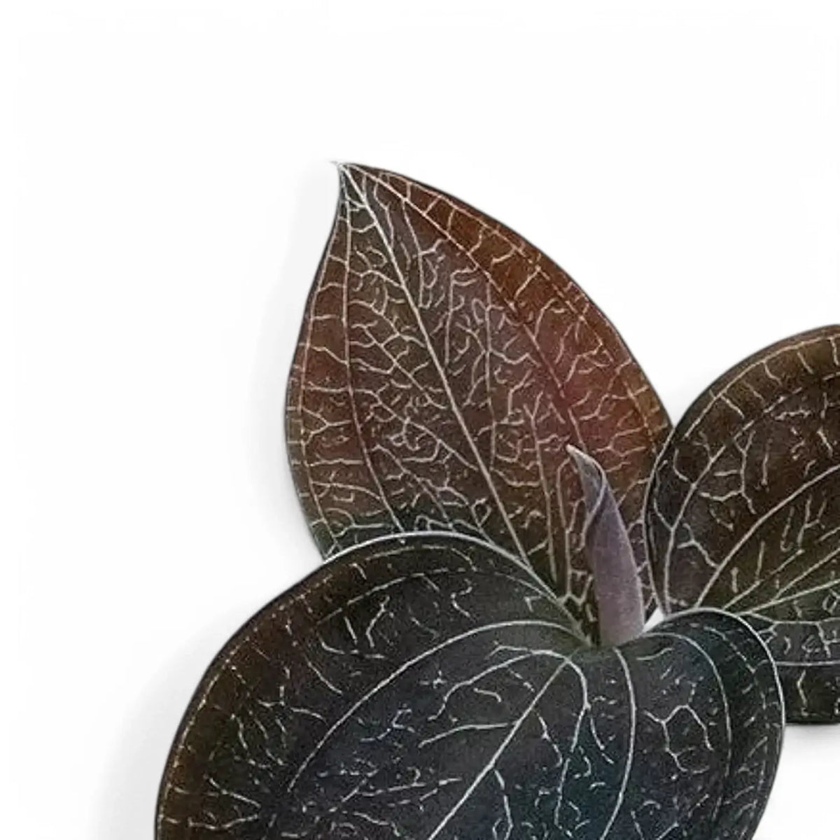 Anoectochilus sikkimensis leaf close-up on white background.