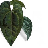 Anthurium 'Ace of Spades' leaf close-up on white background.