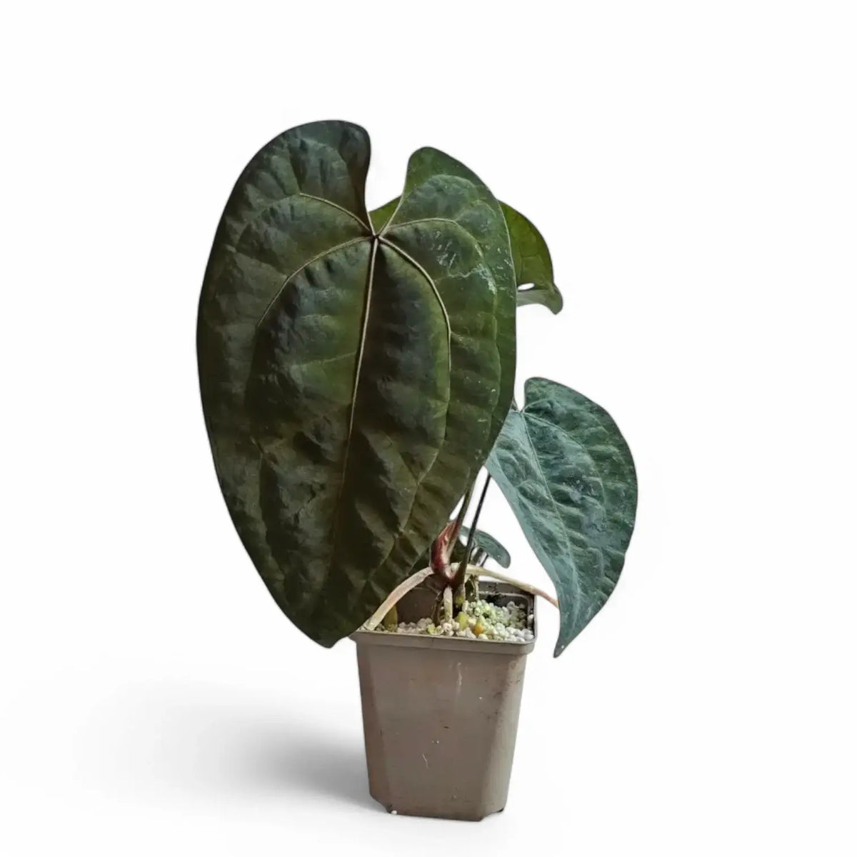 Anthurium 'Ace of Spades' potted plant in nursery pot on white background.