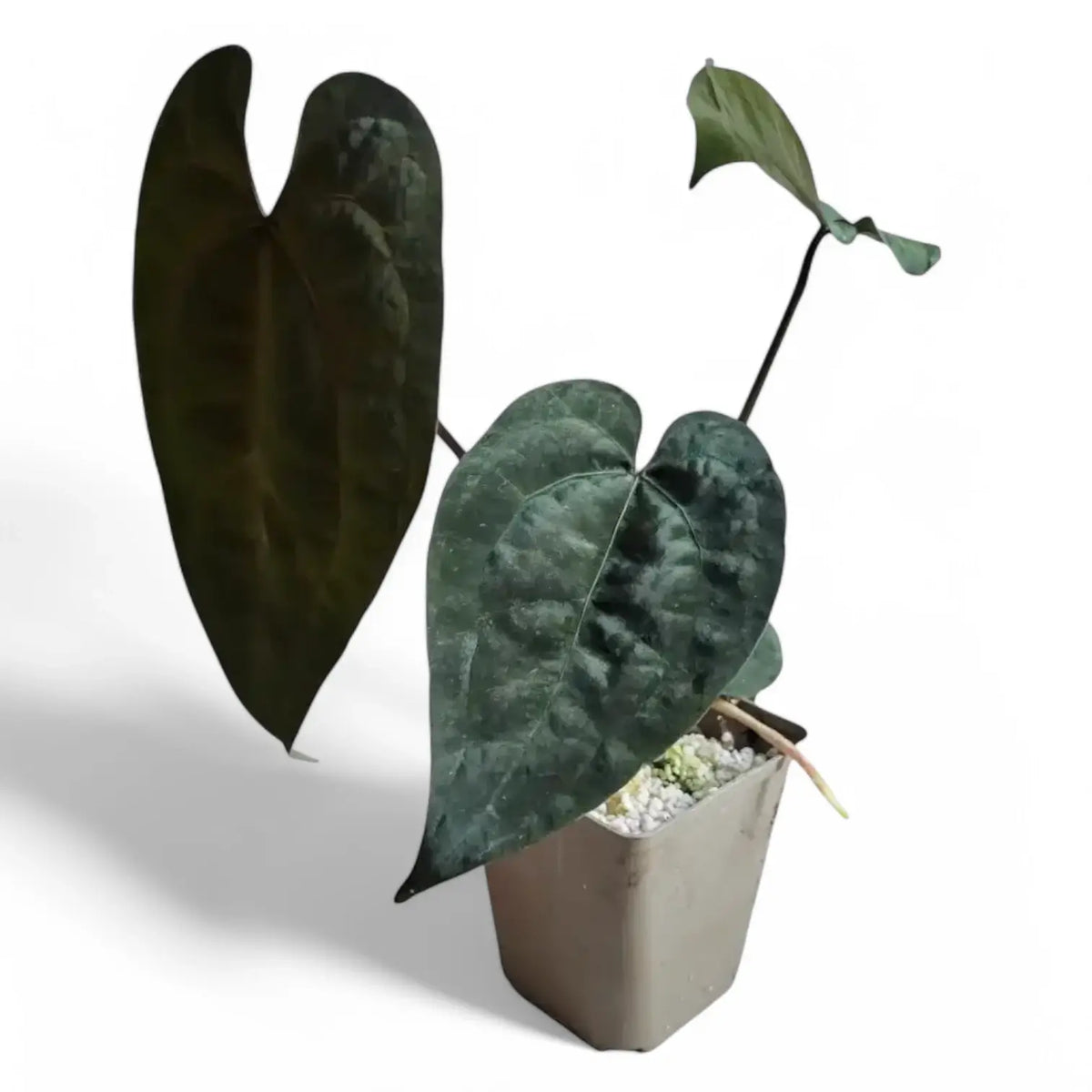 Anthurium 'Ace of Spades' potted plant in nursery pot on white background.
