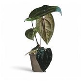 Anthurium 'Ace of Spades' potted plant in nursery pot on white background.