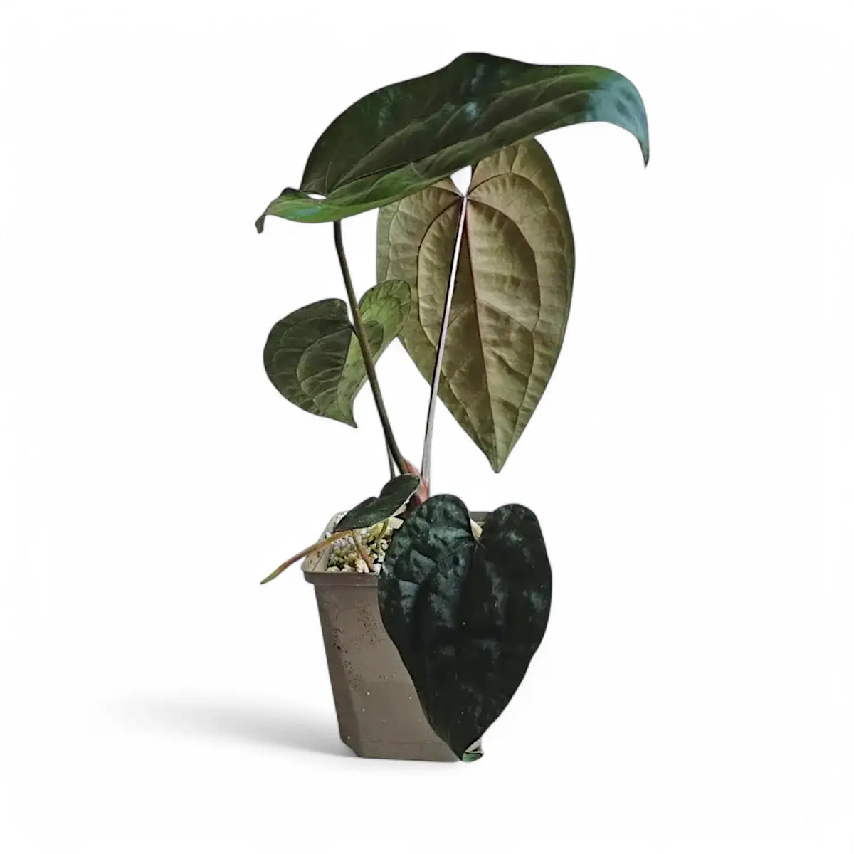 Anthurium 'Ace of Spades' potted plant in nursery pot on white background.