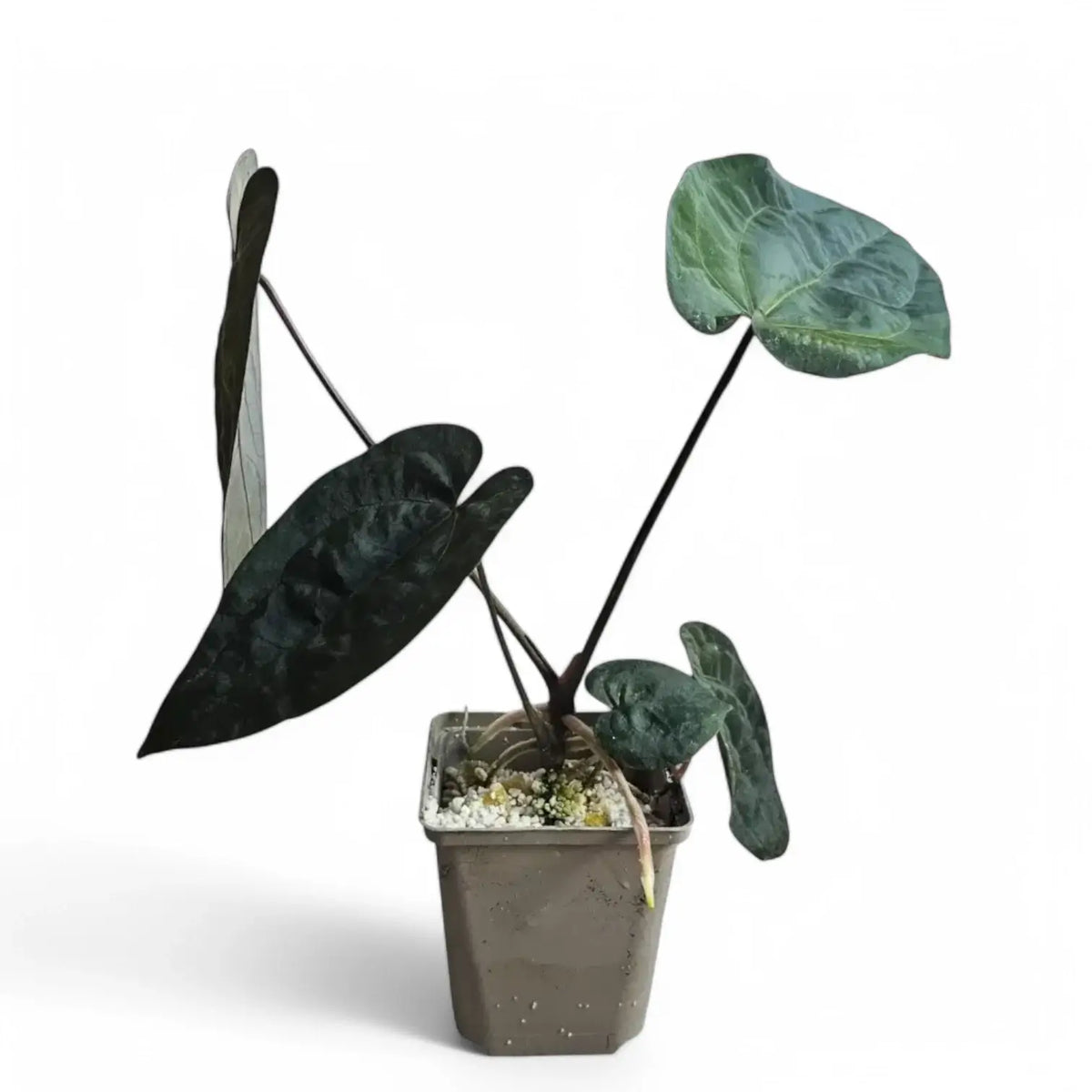 Anthurium 'Ace of Spades' potted plant in nursery pot on white background.