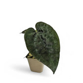 Anthurium 'Ace of Spades' potted plant in nursery pot on white background.