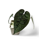 Anthurium 'Ace of Spades' potted plant in nursery pot on white background.