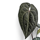Anthurium 'Ace of Spades' potted plant in nursery pot on white background.